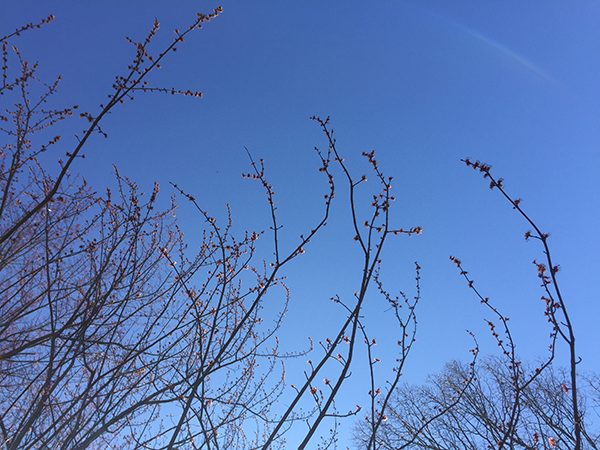 Tree buds against blue sky