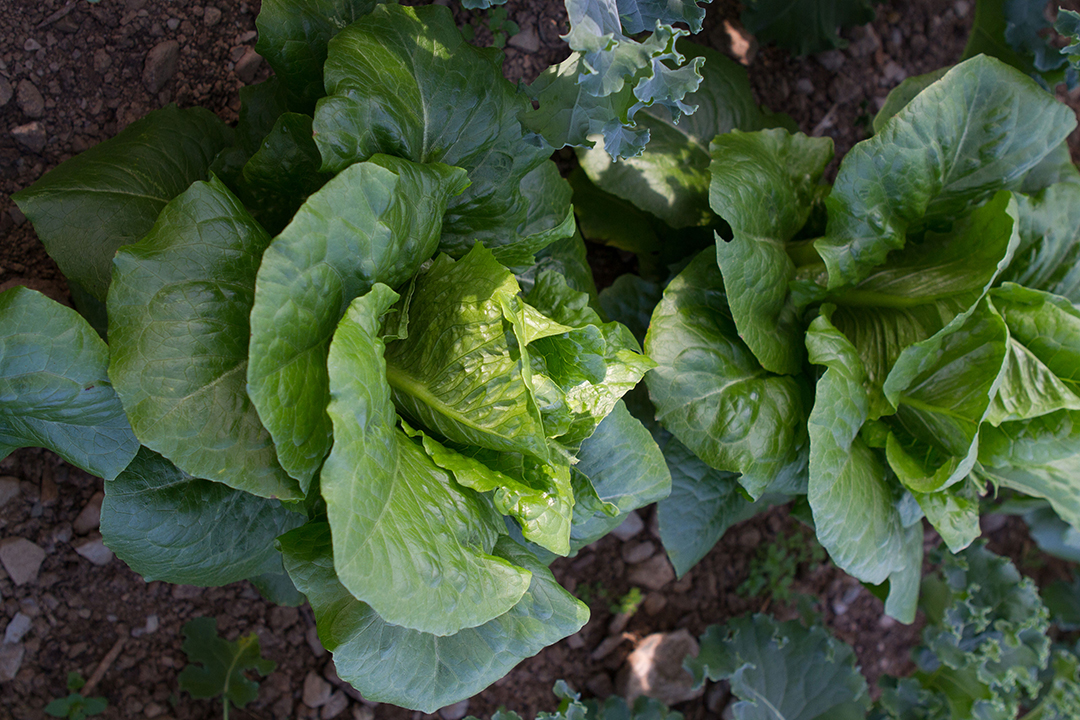 young lettuces growing outdoors
