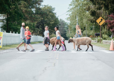 four summer campers and a counselor lead two of the farm's sheep across a cross walk